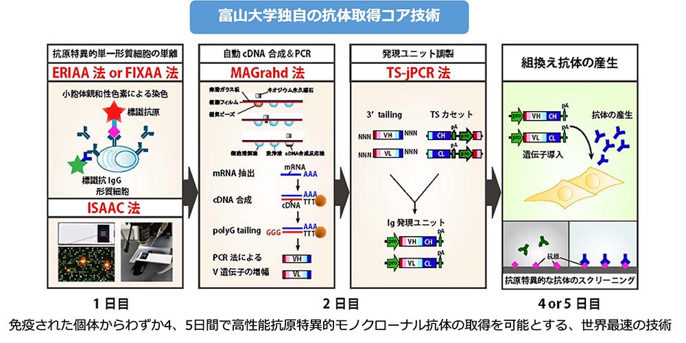 抗体取得技術