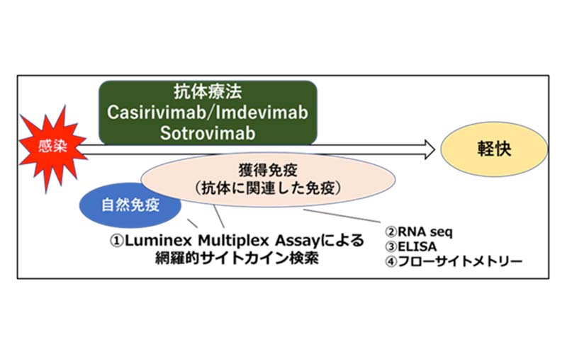 COVID-19への抗体療法により誘導される免疫応答の解明