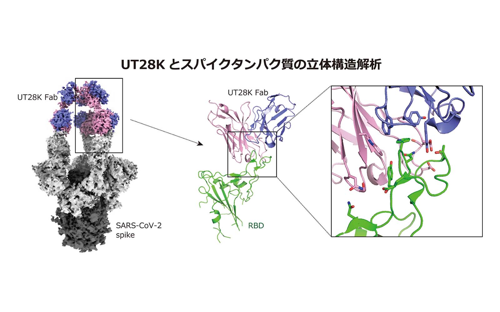 UT28Kとスパイクタンパク質の立体構造解析