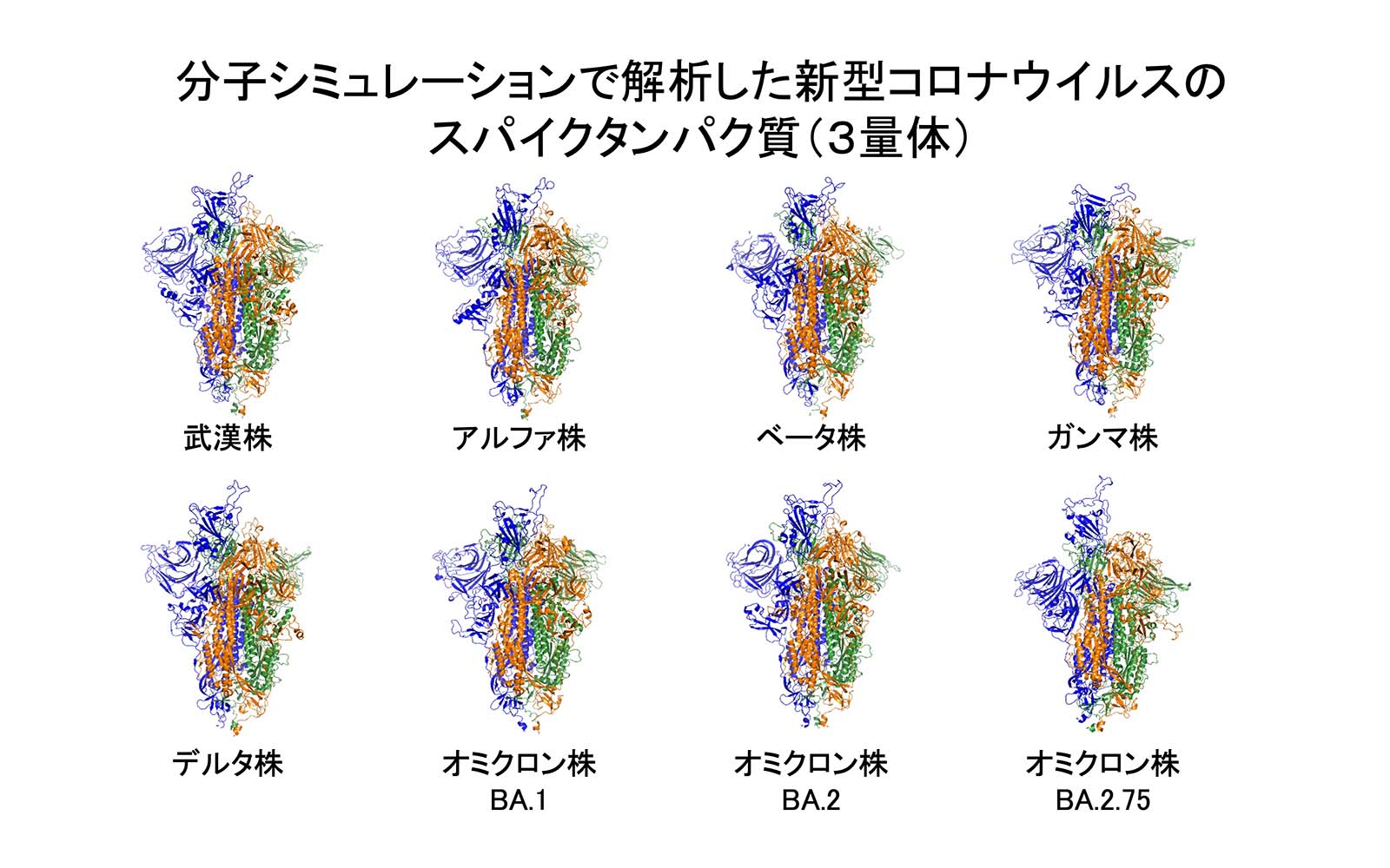 新型コロナウイルススパイクタンパク質